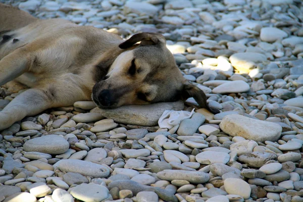 Der Hund Schläft Strand Auf Den Felsen — Stockfoto