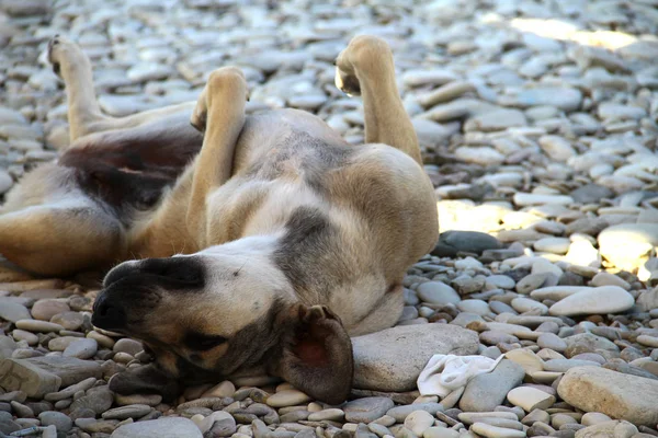 Der Hund Schläft Strand Auf Den Felsen — Stockfoto
