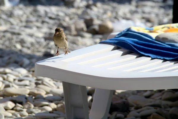 해변에 참새는 라운저에 — 스톡 사진