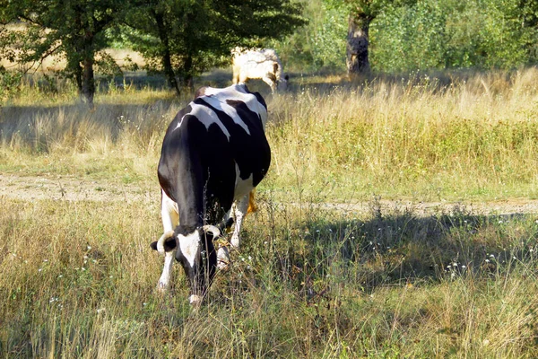 Dwie Krowy Pasą Się Lesie Łące — Zdjęcie stockowe