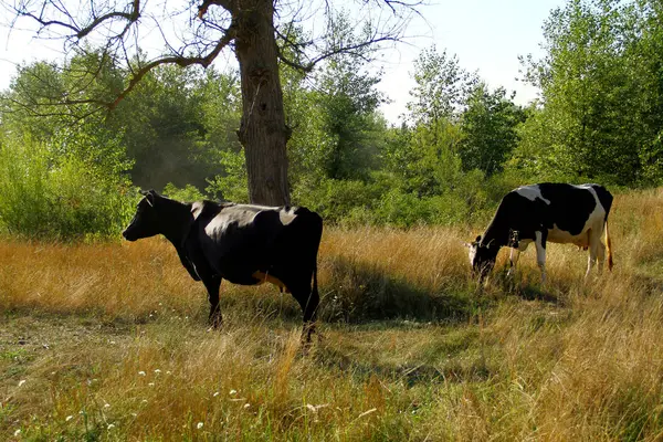 Δύο Αγελάδες Βόσκουν Ένα Δάσος Ένα Λιβάδι — Φωτογραφία Αρχείου