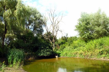 Orman arka planındaki ölü kuru ağaç. Ön planda bir gölet yaprakları olmadan ağaç dalları Peyzaj.