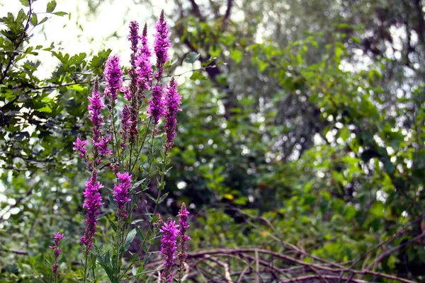 Fondo Floral Natural Increíble Vista Naturaleza Las Flores Púrpuras Floreciendo — Foto de Stock