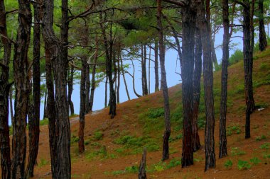 Orman. Sisli dağ ormanı. Fantastik orman manzara.