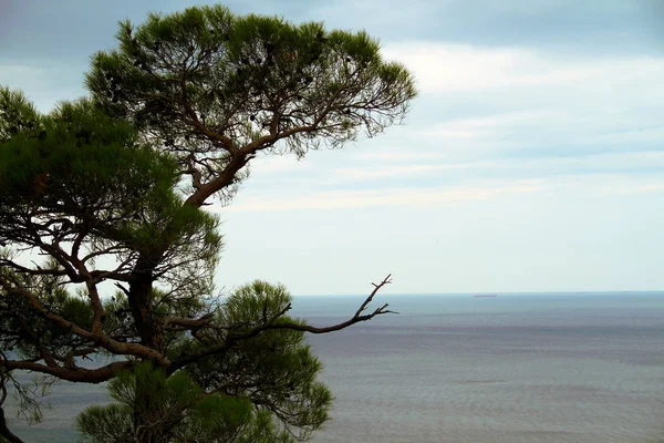 Karadeniz Pitsunda Çam Manzarası — Stok fotoğraf