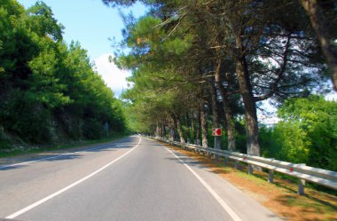 Divnomorskoye yol boyunca Pitsunda çam