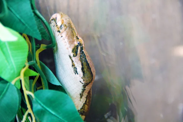 Snake Python Hoofd Het Terrarium — Stockfoto