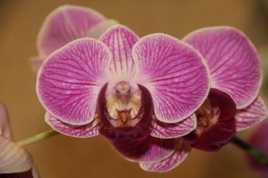 Mor orkide çiçeği güvercine benziyor..