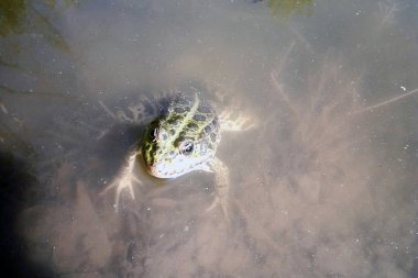 yeşil kurbağa sudan dışarı bakıyor.