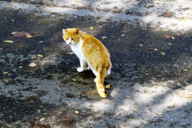 Kırmızı bir kedinin yakın plan yüzü yolda kameraya bakıyor.