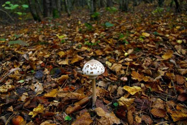 Χλωμό Toadstool Μεγαλώνει Στο Δάσος Κοντινή Προβολή — Φωτογραφία Αρχείου