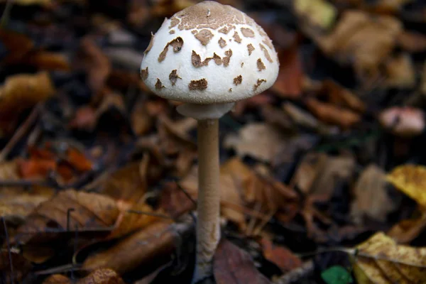 Χλωμό Toadstool Μεγαλώνει Στο Δάσος Κοντινή Προβολή — Φωτογραφία Αρχείου