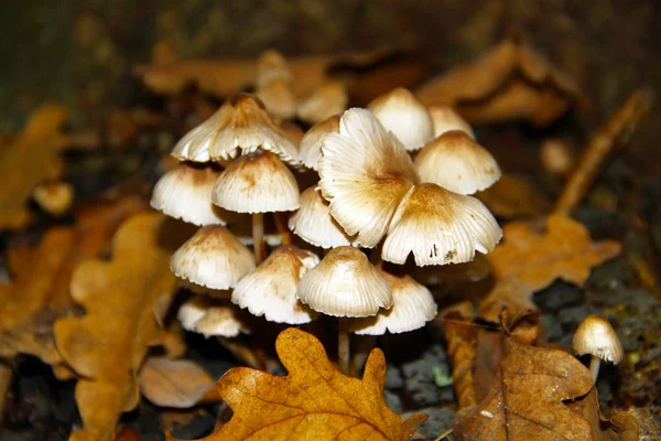 Χλωμό Toadstool Μεγαλώνει Στο Δάσος Κοντινή Προβολή — Φωτογραφία Αρχείου