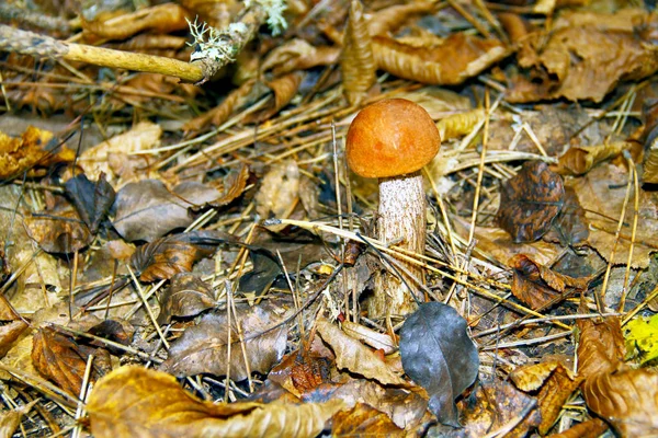 Boletus Mushroom View Forest — Stock Photo, Image