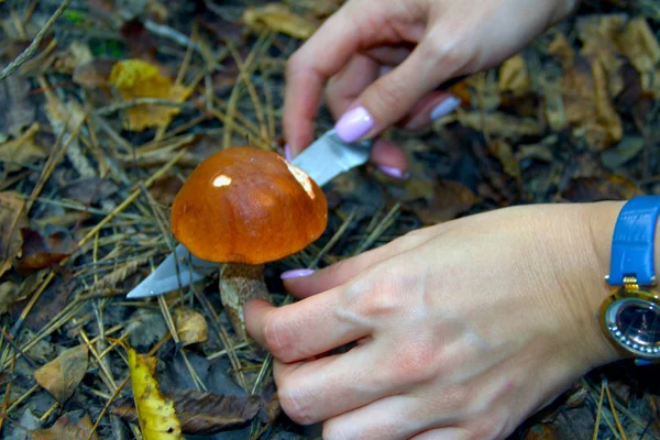 Chica Cortar Boletus Hongo Cuchillo Bosque — Foto de Stock