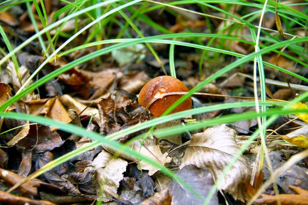 Boletus Μανιτάρι Θέα Στο Δάσος — Φωτογραφία Αρχείου