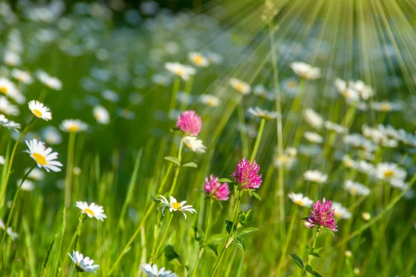 Daisy Virág Mezőn Százszorszépek Mezeje Egy Napos Napon Természetben Kamillavirág — Stock Fotó