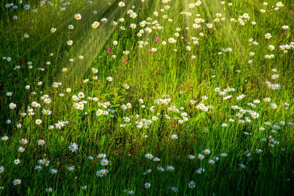 Fleur Marguerite Dans Champ Champ Marguerites Par Une Journée Ensoleillée — Photo