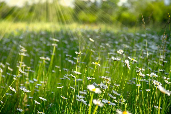 畑にはデイジーの花 自然の中で晴れた日の日当たりの良い日のフィールド 春の日にカモミールの花カモミール 日陰のある太陽の下で広い背景にデイジーの花フィールド — ストック写真