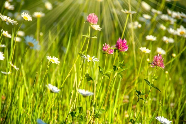 Квітка Ромашки Полі Поле Ромашок Сонячний День Природі Ромашкові Квіти — стокове фото