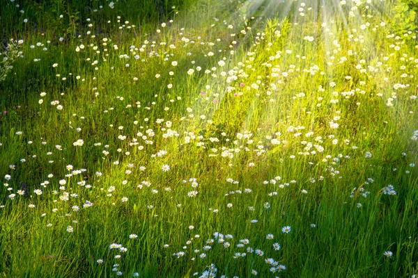 Gänseblümchen Blühen Auf Dem Feld Margeritenfeld Einem Sonnigen Tag Der — Stockfoto