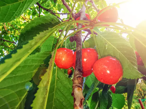 Las Cerezas Maduras Cuelgan Una Rama Árbol Gotas Agua Fruta — Foto de Stock