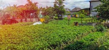 Bahçede, çamaşır ipinin üzerinde temiz farklı giysiler kurutuluyor. Bahçede sebze yetiştirme kavramı.