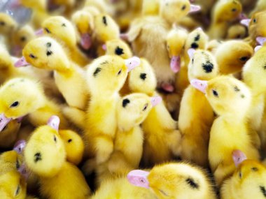 Küçük sarı tüylü sevimli ördek yavruları diğer ördek yavrularıyla çevrili. Kümes hayvanları konsepti