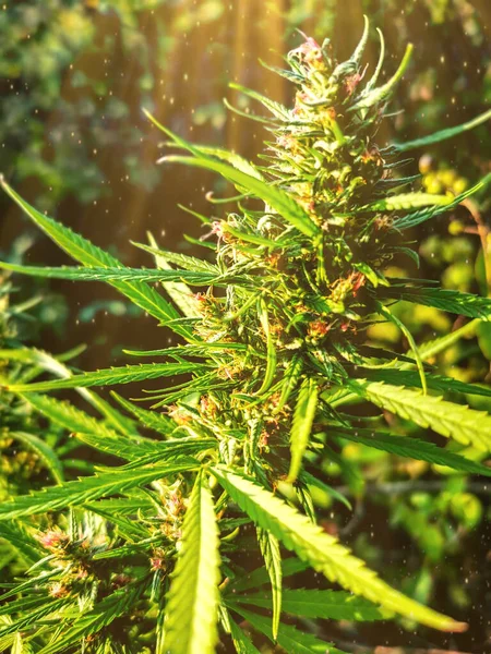 Detalle Cola Cannabis Marihuana Gorila Púrpura Con Pelo Visible Hojas — Foto de Stock