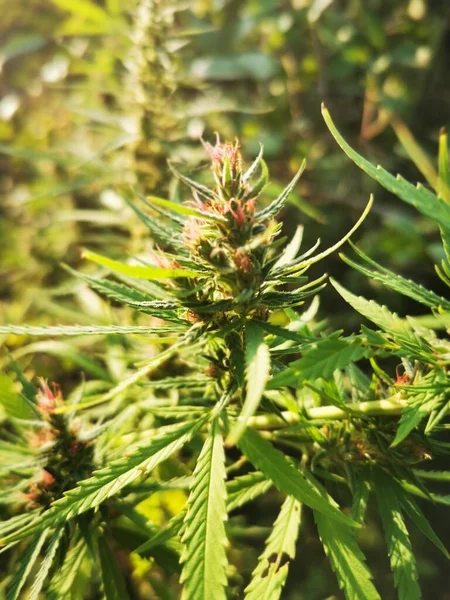Detalle Cola Cannabis Marihuana Gorila Púrpura Con Pelo Visible Hojas — Foto de Stock