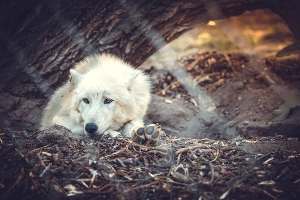 Triste Lupo Bianco Nello Zoo Distoglie Sguardo Immagine Sfondo Tonica — Foto Stock