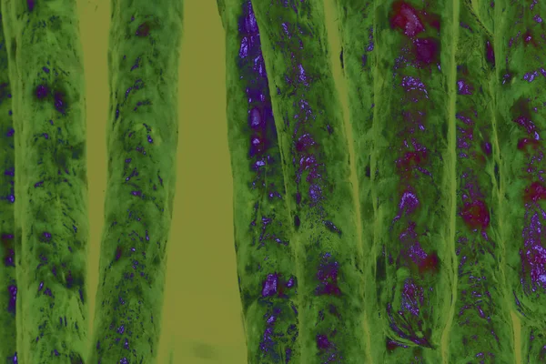 緑色細菌は 背景画像のクローズ アップ写真 — ストック写真