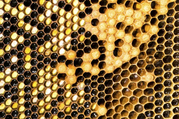 Honeycomb Background Image Concept World Wide Web — Stock Photo, Image