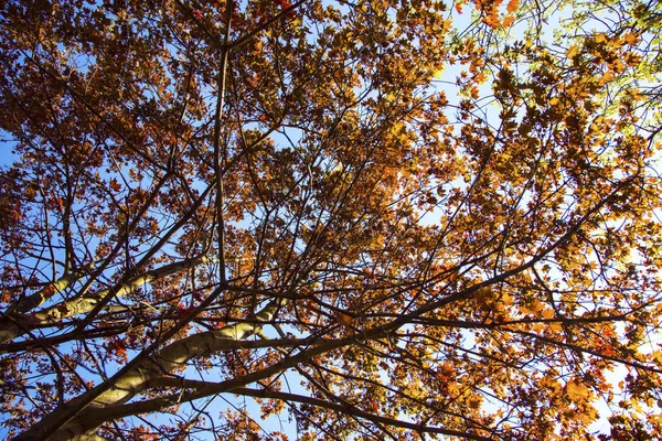Goldener Herbst Hintergrundbild Blick Von Unten Auf Bäume Und Blauen — Stockfoto