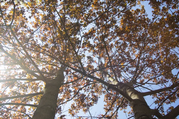 黄金色の秋 トーンの背景画像の木と青い空の下からを表示 — ストック写真