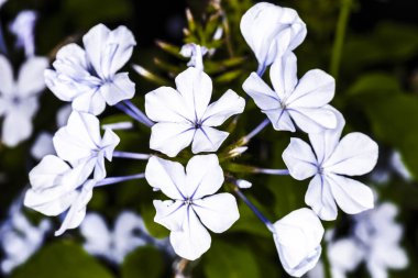 Beyaz alan çiçek Ceratostigma, arka plan görüntüsü