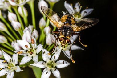 beyaz çiçek, arka plan makro fotoğraf metin için yer ile sinek