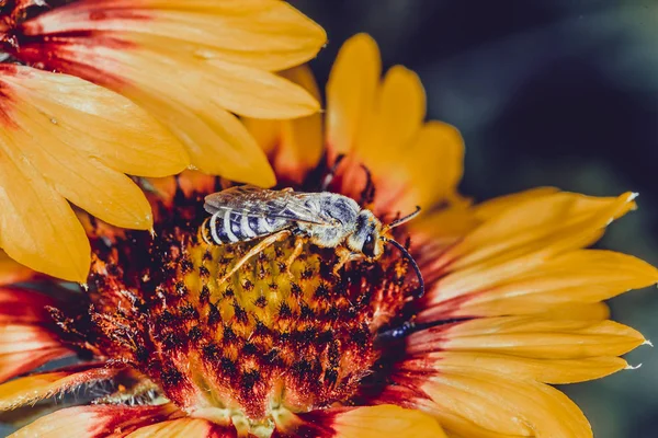 Abeja Poliniza Una Flor Naranja Fondo Tonificado Macro Foto — Foto de Stock