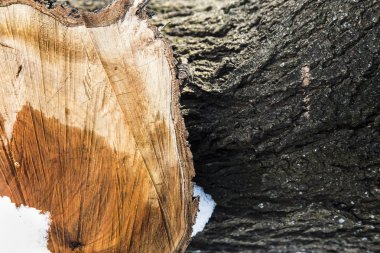 ağaç kütüğü metin için yer ile kar arka plan görüntü