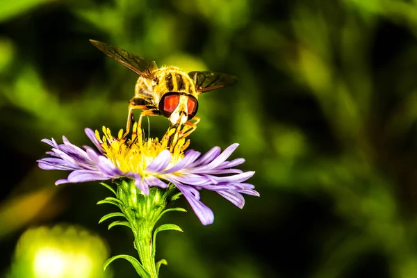 Včela Opyluje Květ Erigeron Botanické Zahradě Makro Fotografie Pozadí — Stock fotografie