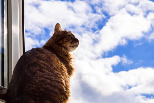 bored cat on a window against the blue sky with clouds, photo with a place for text