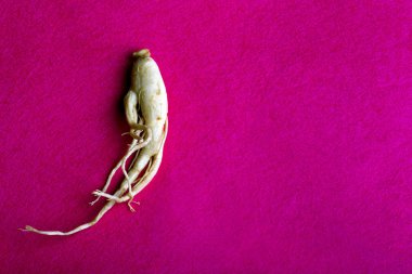 Ginseng ile metin için yer pembe bir arka plan üzerinde