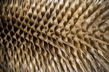 kahverengi kuru thistle closeup arka plan görüntüsü