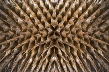 kahverengi kuru thistle closeup arka plan görüntüsü