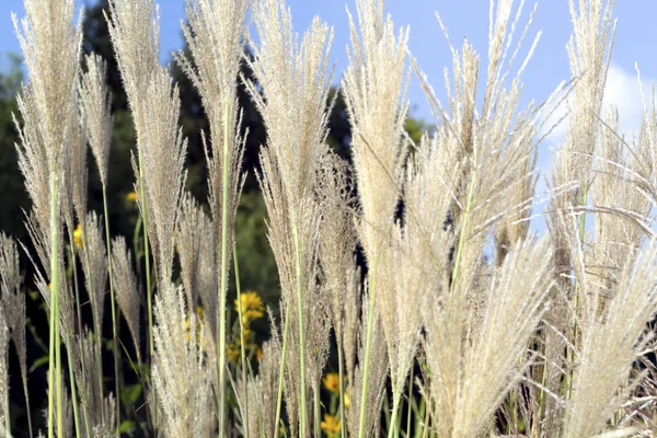 Reed Suché Detailní Snímky Proti Modré Obloze — Stock fotografie