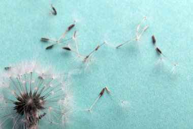 azure arka plan closeup tohumlar yakın karahindiba