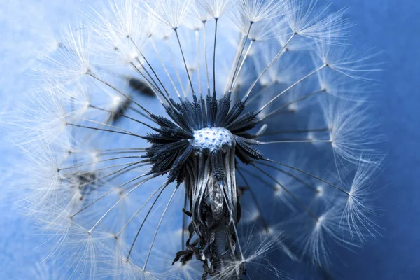 Diente León Cerca Las Semillas Sobre Fondo Azul Imagen Primer —  Fotos de Stock