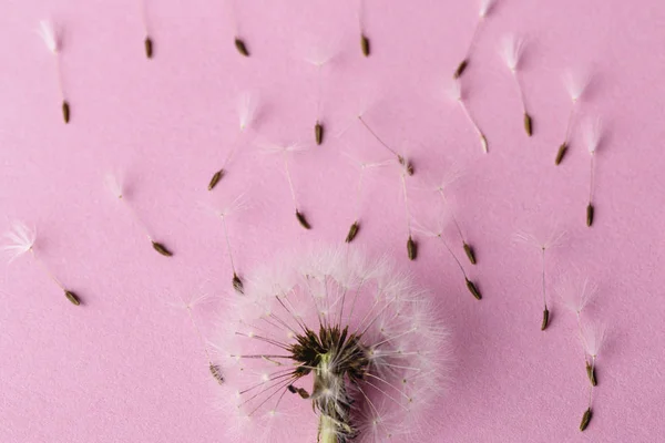 dandelion near to seeds on a pink background, closeup image