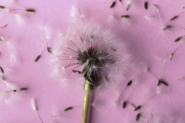 dandelion near to seeds on a pink background, closeup image