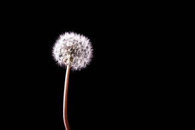 Karahindiba metin alanı olan bir siyah arka plan resmi